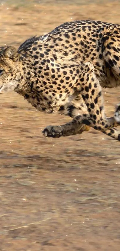 Cheetah sprinting across a dusty savanna.