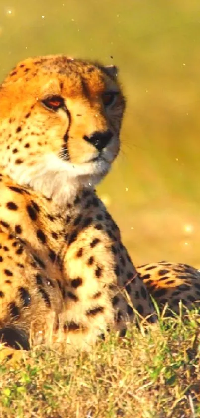 Two cheetahs resting on sunny grassland.