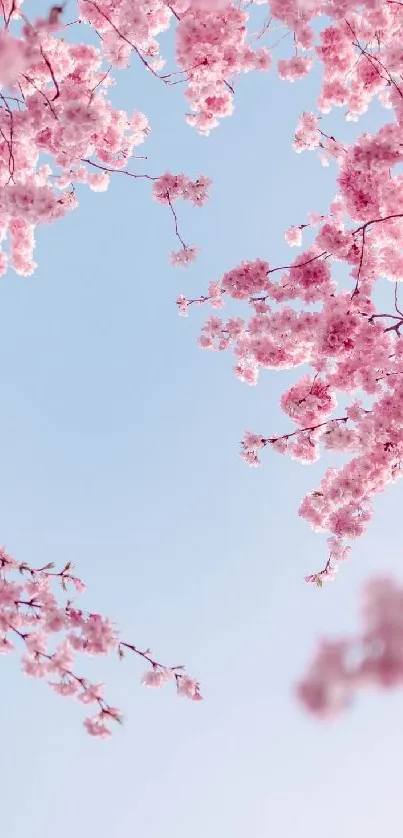 Cherry blossoms against a clear blue sky, perfect for a serene mobile wallpaper.