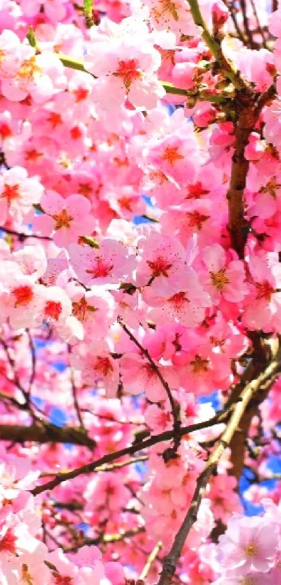 Cherry blossoms in full bloom on a tree against a bright blue sky.