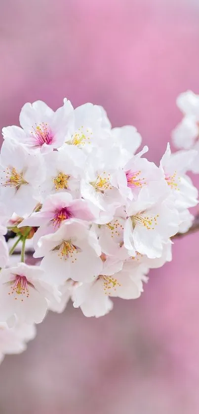 Cherry blossoms with a light pink background