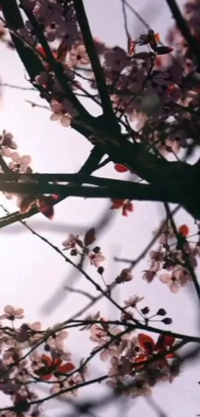 Cherry blossom wallpaper with pink flowers.