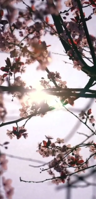 Cherry blossoms with sunlight filtering through branches.