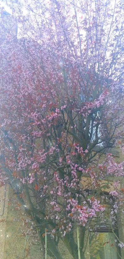 A cherry blossom tree in full bloom against a rustic wall.