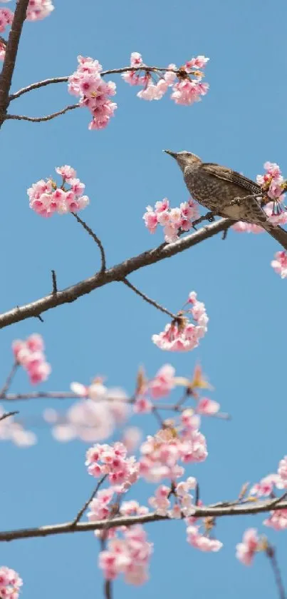 Bird perched on cherry blossom branch with blue sky background.