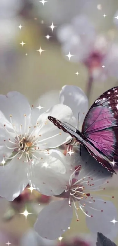 Purple butterfly on a white cherry blossom.