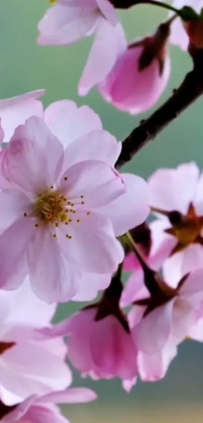 Close-up of cherry blossoms on a tree branch with soft pink petals.