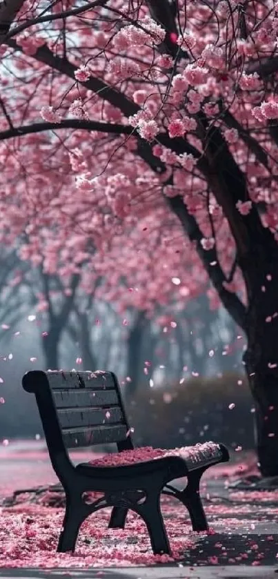 Cherry blossoms and park bench in spring.