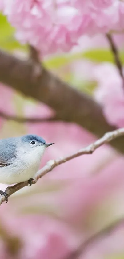 Bird perched among cherry blossoms on a branch.