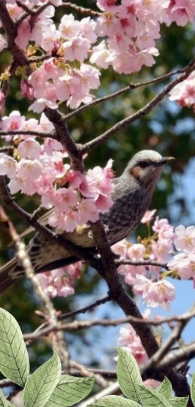 Bird perched among cherry blossoms with a clear sky.