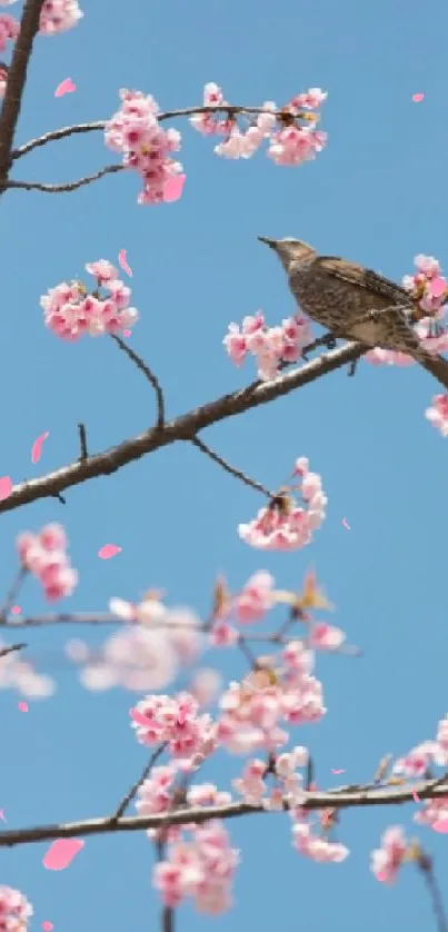 Bird on cherry blossom branches with a clear blue sky background.