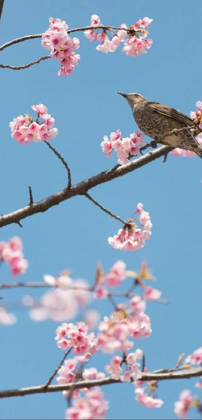 Bird perched on cherry blossom branch against blue sky.