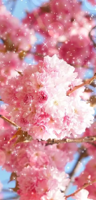 Cherry blossoms against a clear blue sky, capturing spring's beauty.