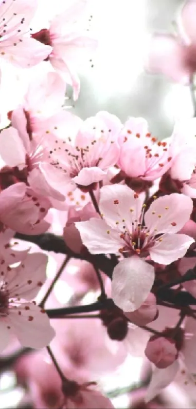 Beautiful cherry blossom wallpaper featuring soft pink flowers.