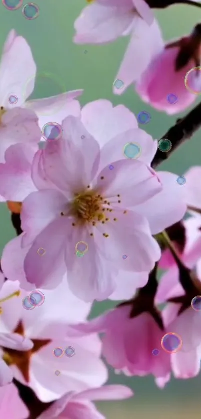 Cherry blossoms with pink petals and soft green background.