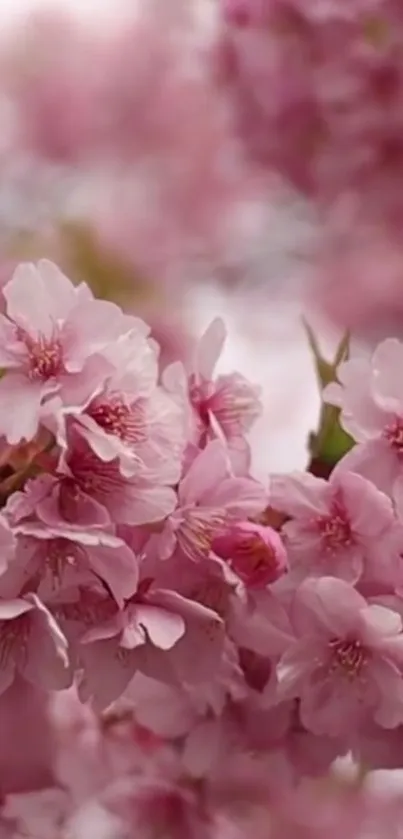 Blooming cherry blossom wallpaper in pink hues.