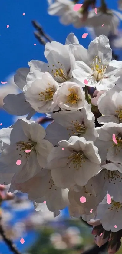 Cherry blossoms bloom against a vibrant blue sky, capturing spring's essence.