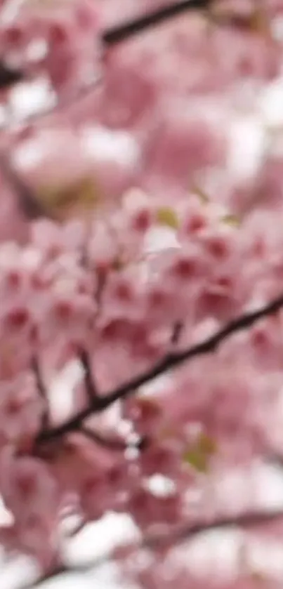 Blurred cherry blossom branches with soft pink hues.