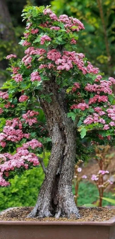 Cherry blossom bonsai with pink flowers in a pot.