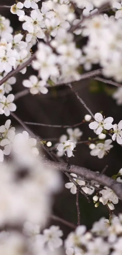 Delicate cherry blossom branches wallpaper background.