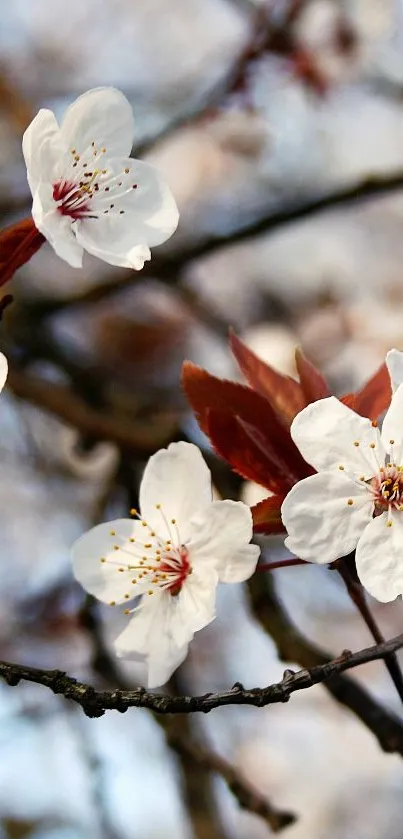 Close-up of beautiful white cherry blossoms on a twig, against a muted background.