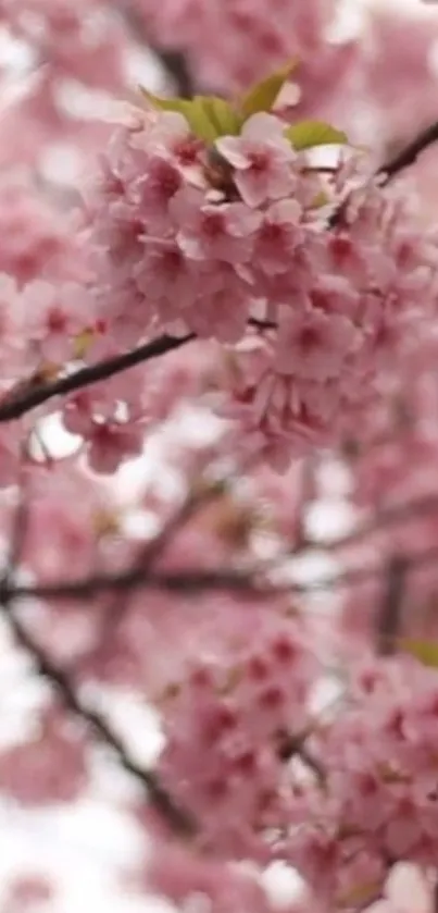 Pink cherry blossoms close-up on a tree branch.