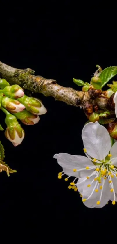 Cherry blossom branch with white flowers on black background.