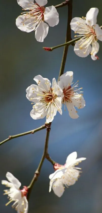 Cherry blossoms on a branch with a natural background.