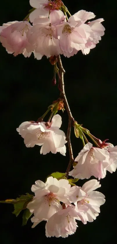 Cherry blossom branch on dark background.