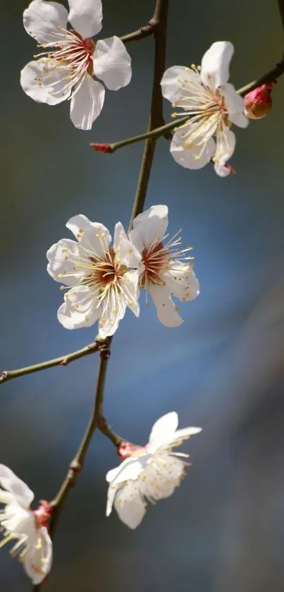 Cherry blossoms on a branch with blue background.