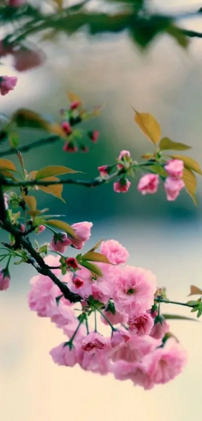 Cherry blossom branch with pink flowers and green leaves on a blurred background.