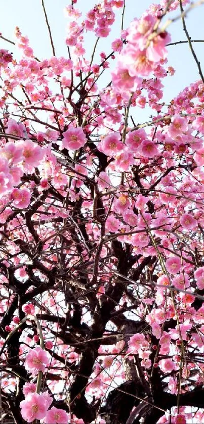 Vibrant wallpaper with pink blossoms against a blue sky.