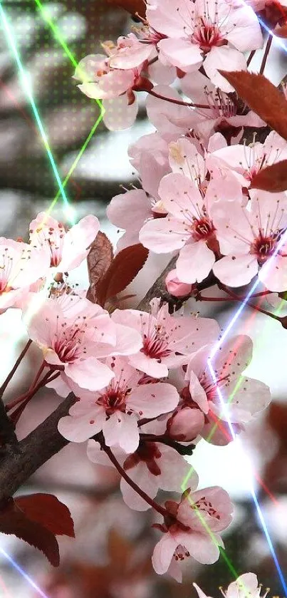 Cherry blossom branches with pink flowers.