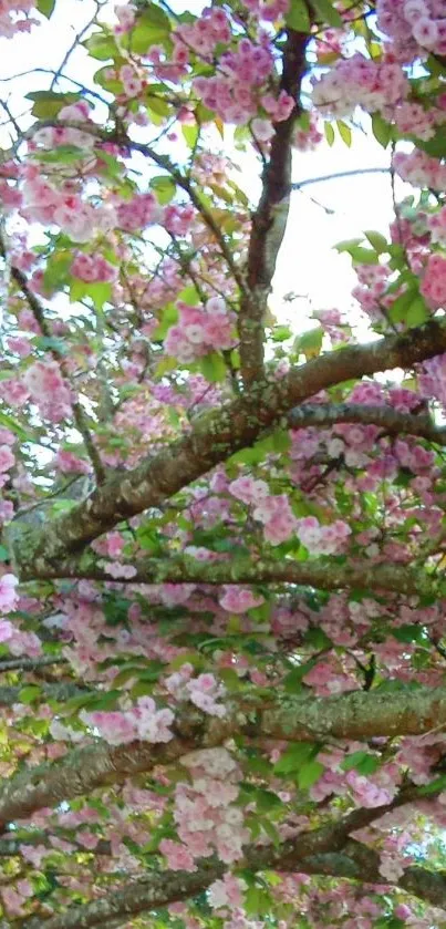 Cherry blossom branches with pink flowers and green leaves against the sky.