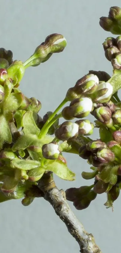 Cherry blossom buds against gray background showcasing spring renewal.