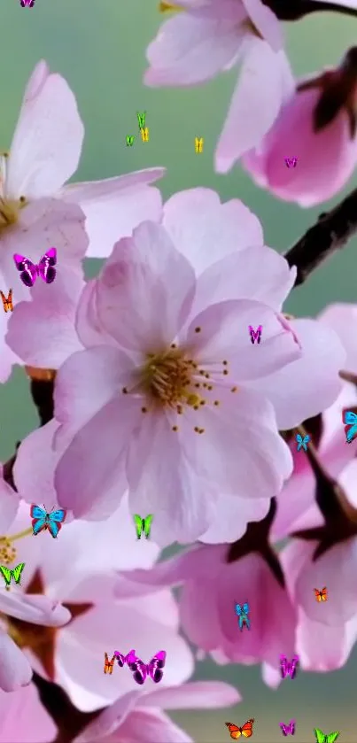 Cherry blossoms with colorful butterflies on a green background wallpaper.