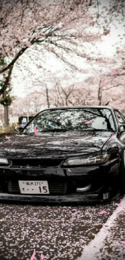 Black car parked under cherry blossoms in full bloom.