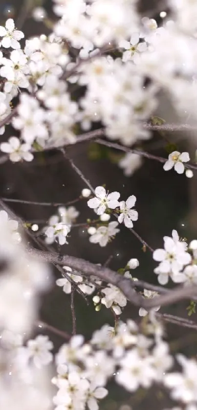 Close-up of cherry blossom branches with delicate white flowers.