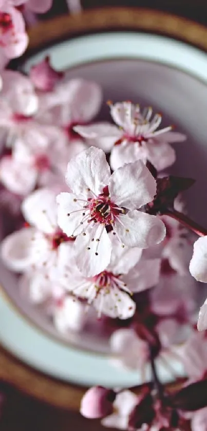 Close-up of cherry blossom flowers on a mobile wallpaper in soft pink hues.