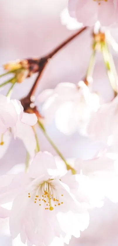 Close-up of cherry blossoms with a soft pink background.