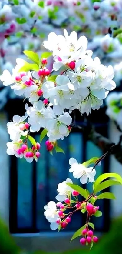 Cherry blossoms with pink buds on a blurred natural background.