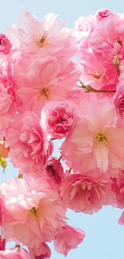 Pink cherry blossoms against a clear blue sky, perfect for a serene mobile wallpaper.