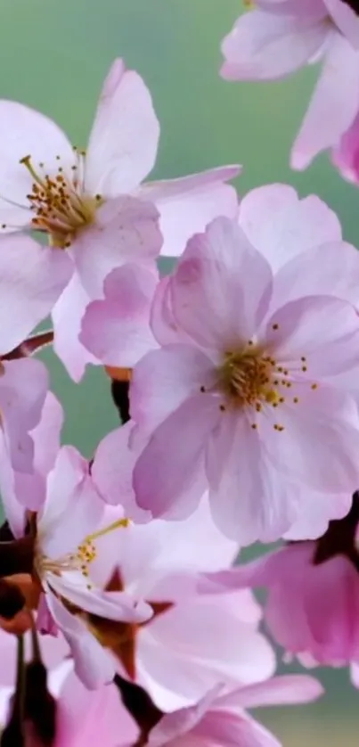 Pink cherry blossoms in full bloom creating a serene mobile wallpaper.