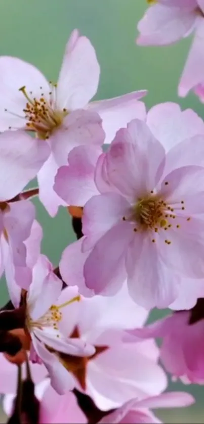 Pink cherry blossoms with green background