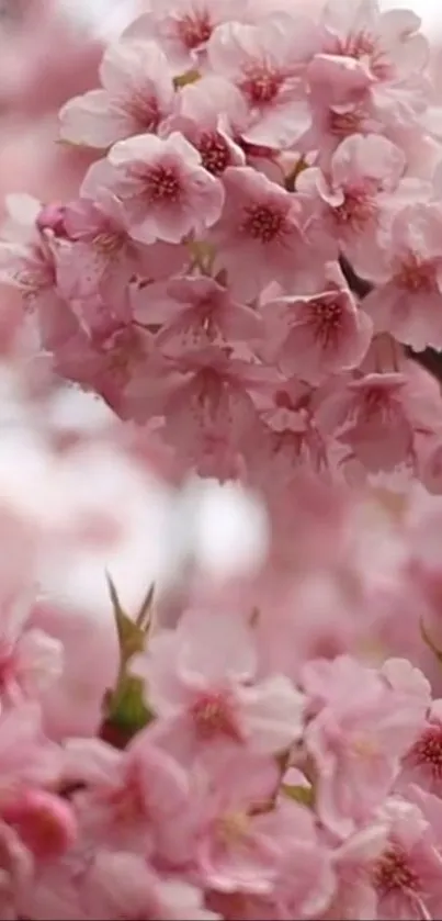 Beautiful pink cherry blossoms in full bloom, perfect for a mobile wallpaper.