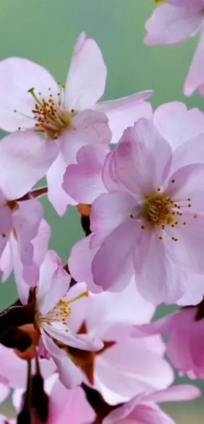 Cherry blossoms in full bloom against a soft green backdrop.