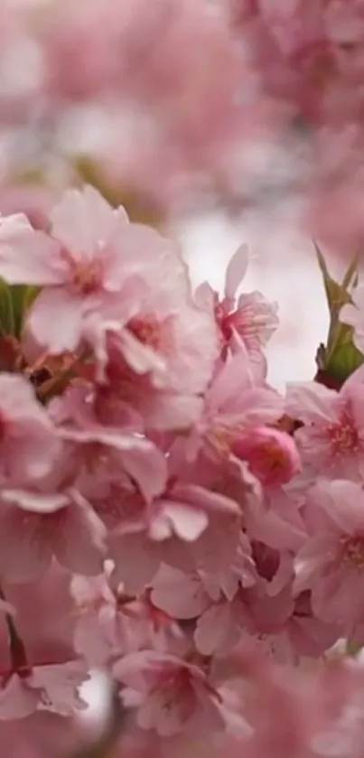 Beautiful cherry blossoms with pink petals in a serene, close-up mobile wallpaper.