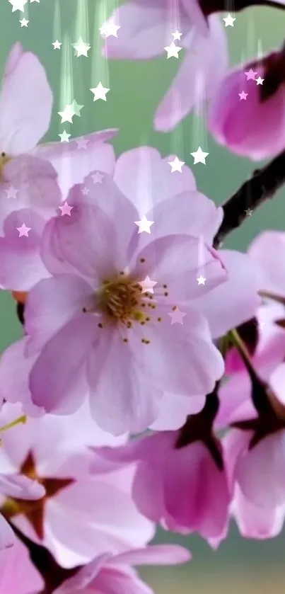 Delicate cherry blossoms with stars on a soft pink and green background.