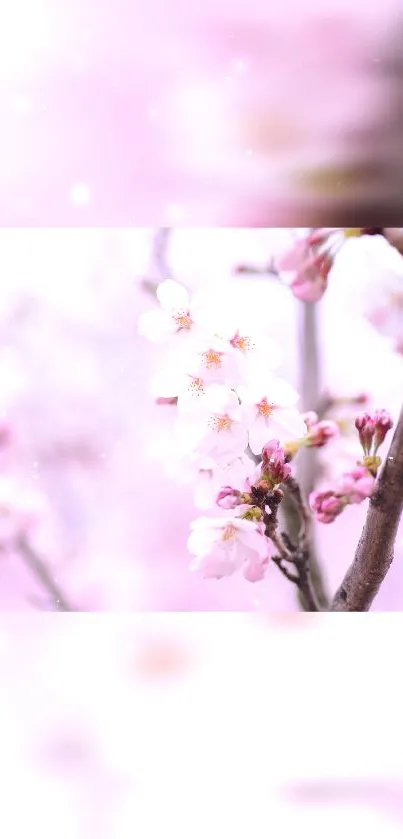 Cherry blossom branches with pastel pink hues creating a dreamy scene.