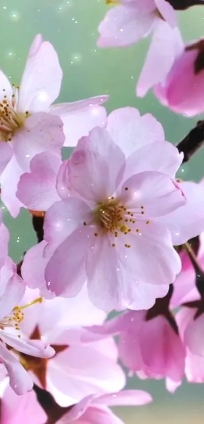 Cherry blossoms with pink petals against a soft green background.